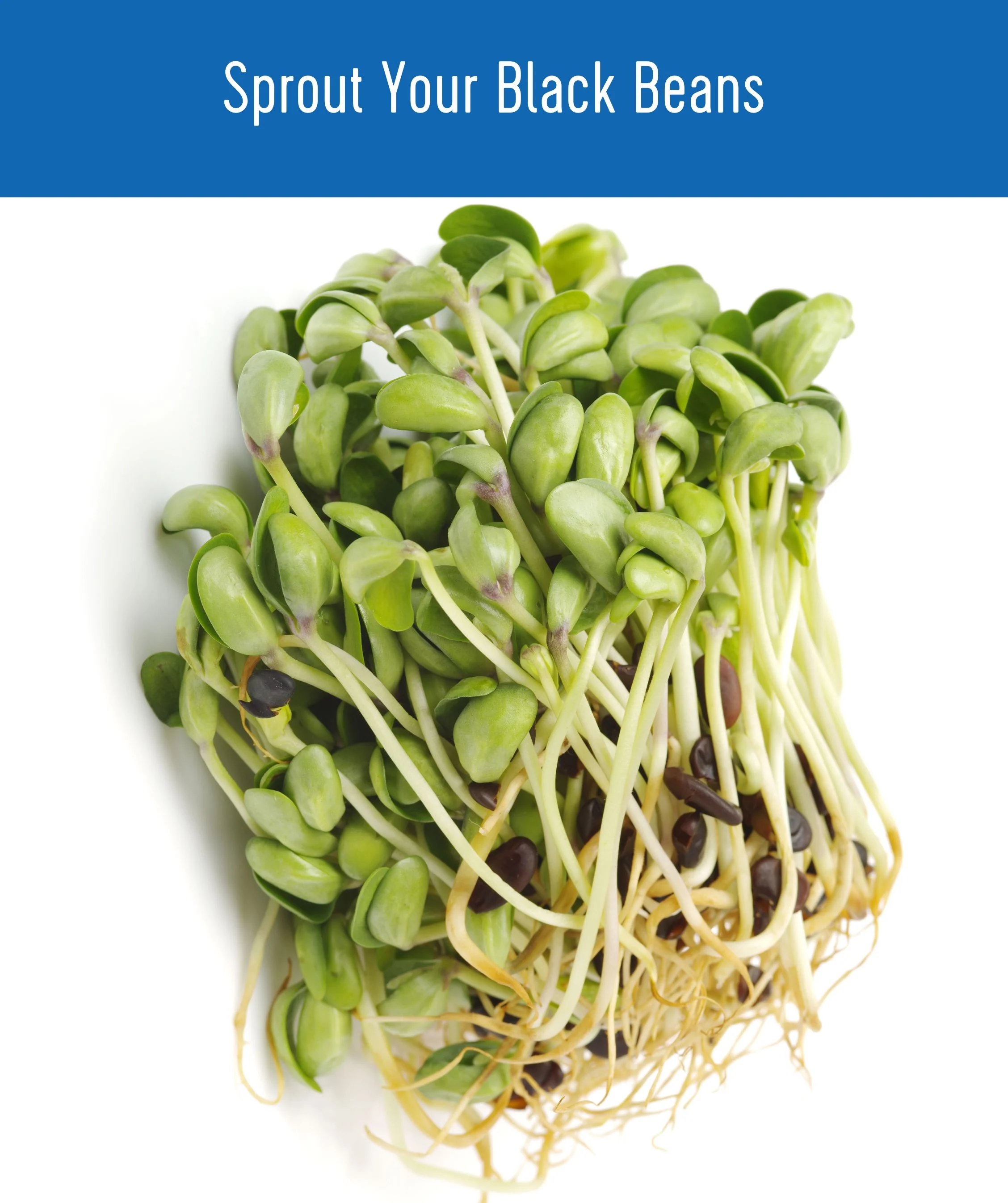 Black Beans | 18 LB - Image 6