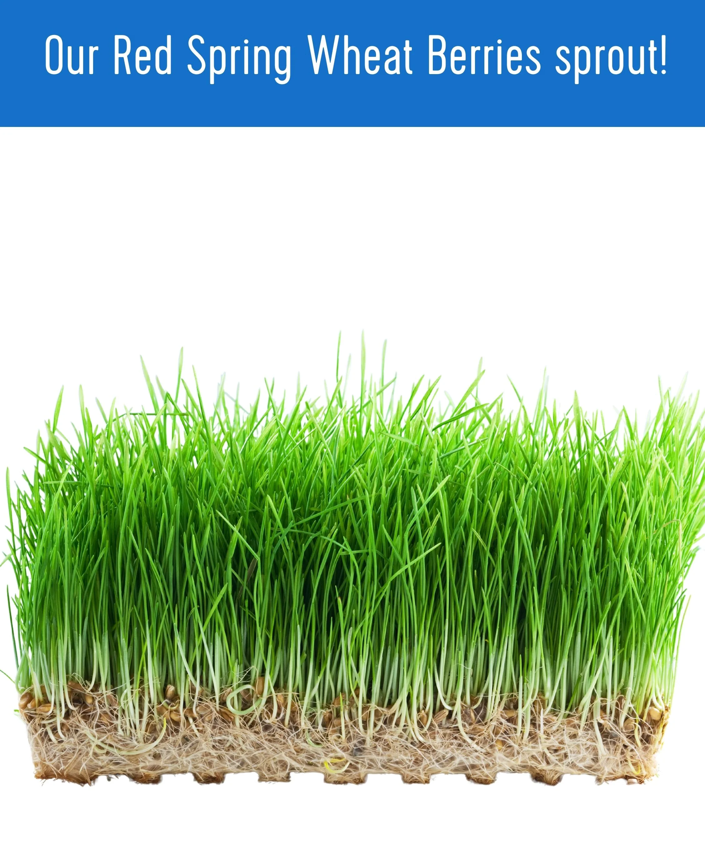 Hard Red Spring Wheat Berries | 36 LBS (18 LB x 2) | Certified Glyphosate Residue Free - Value Pack - Image 7