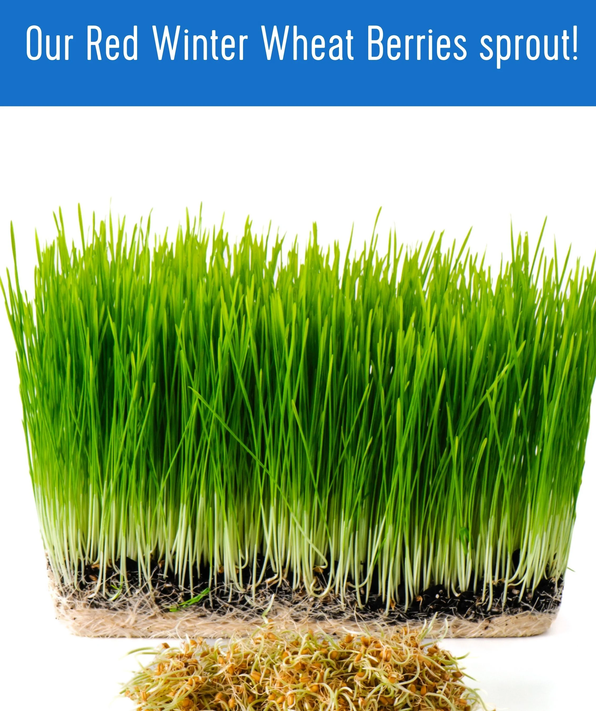 Hard Red Winter Wheat Berries | 36 LBS ( 18 LB x 2) | Certified Glyphosate Residue Free - Value Pack - Image 14