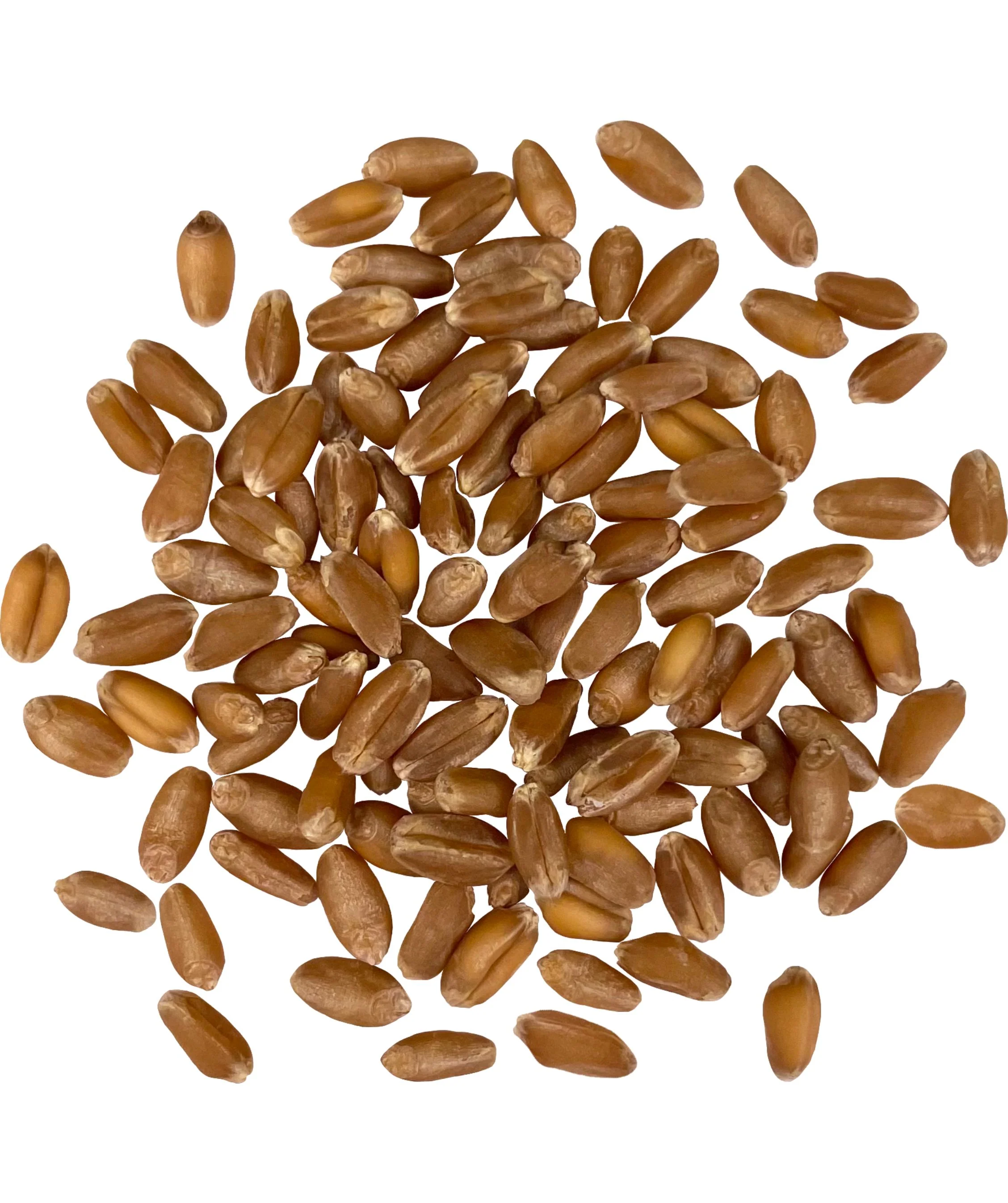 Hard Red Winter Wheat Berries | 36 LBS ( 18 LB x 2) | Certified Glyphosate Residue Free - Value Pack - Image 9