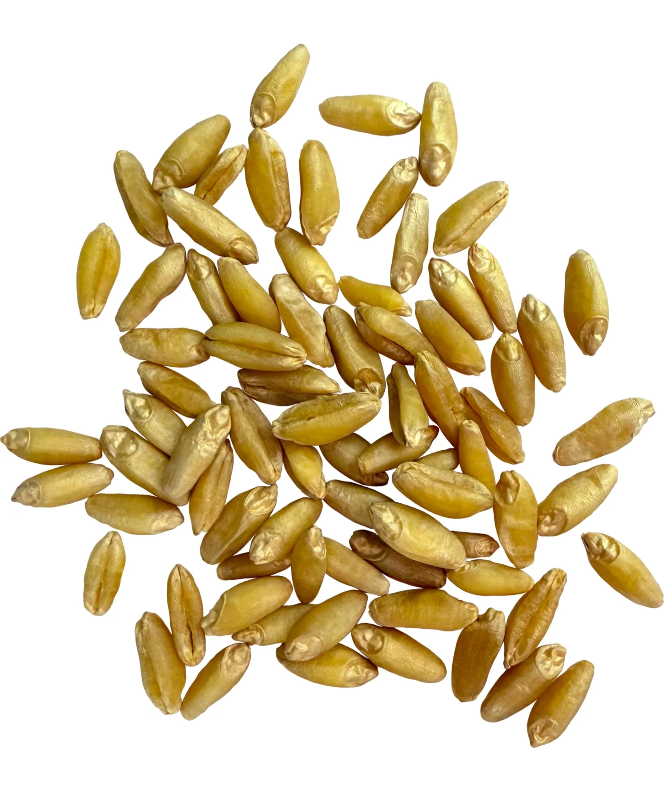 Durum Wheat Berries | 1 LBS | Clear Creek Certified Glyphosate Residue Free - Image 2