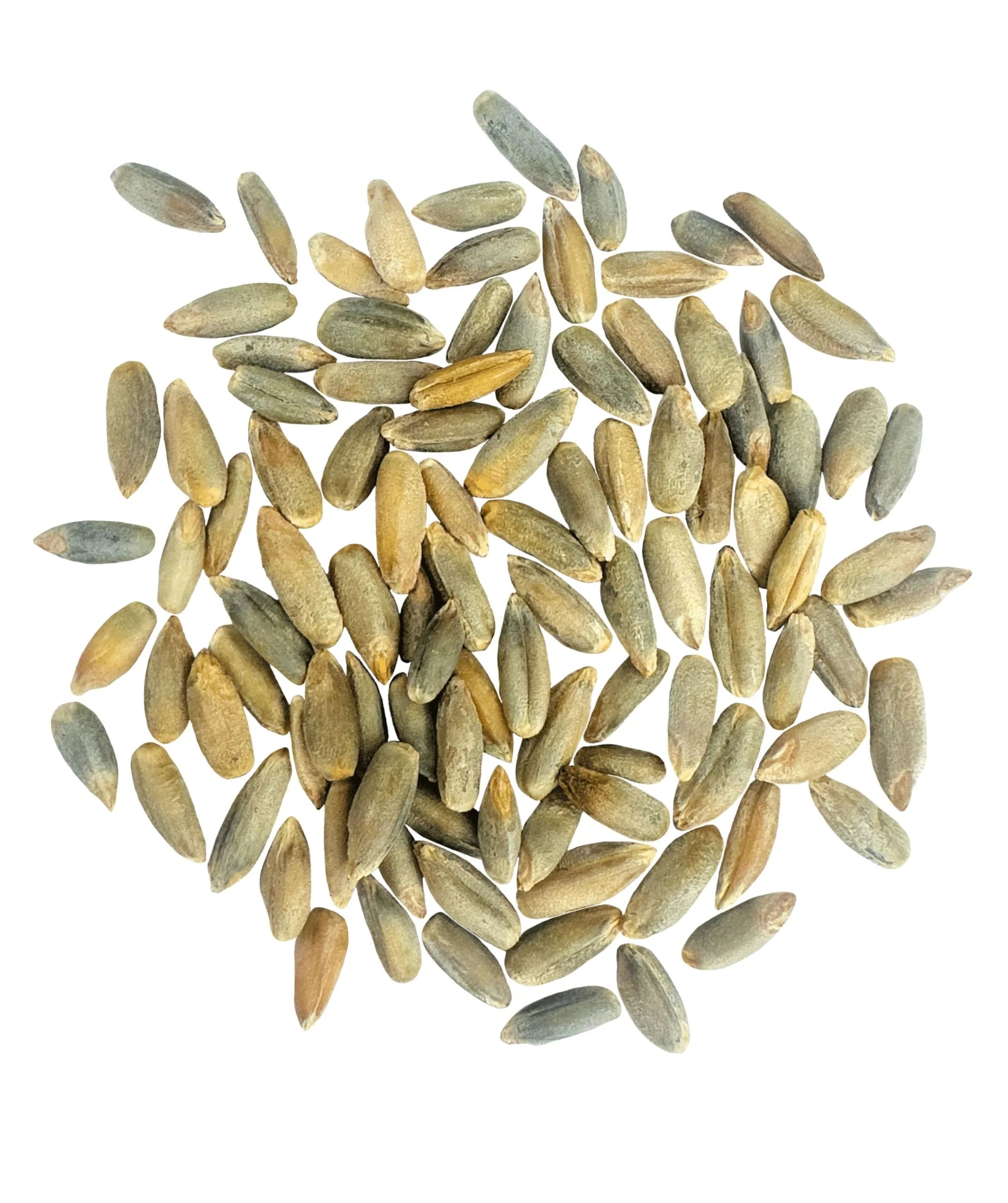 Rye Berries | 1 lb | Certified Glyphosate Residue Free - Image 2