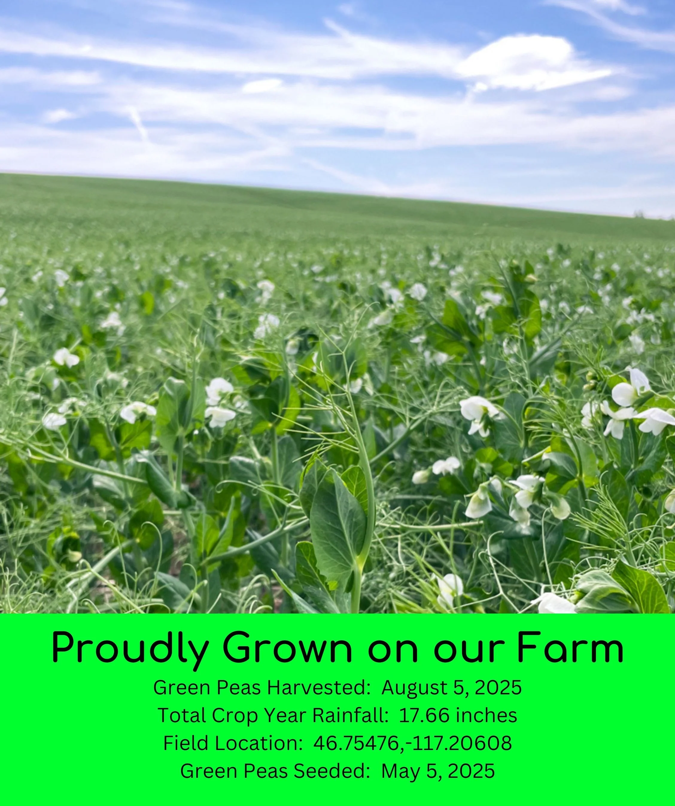 Green Split Peas | 5 LB | Certified Glyphosate Residue Free - Image 3