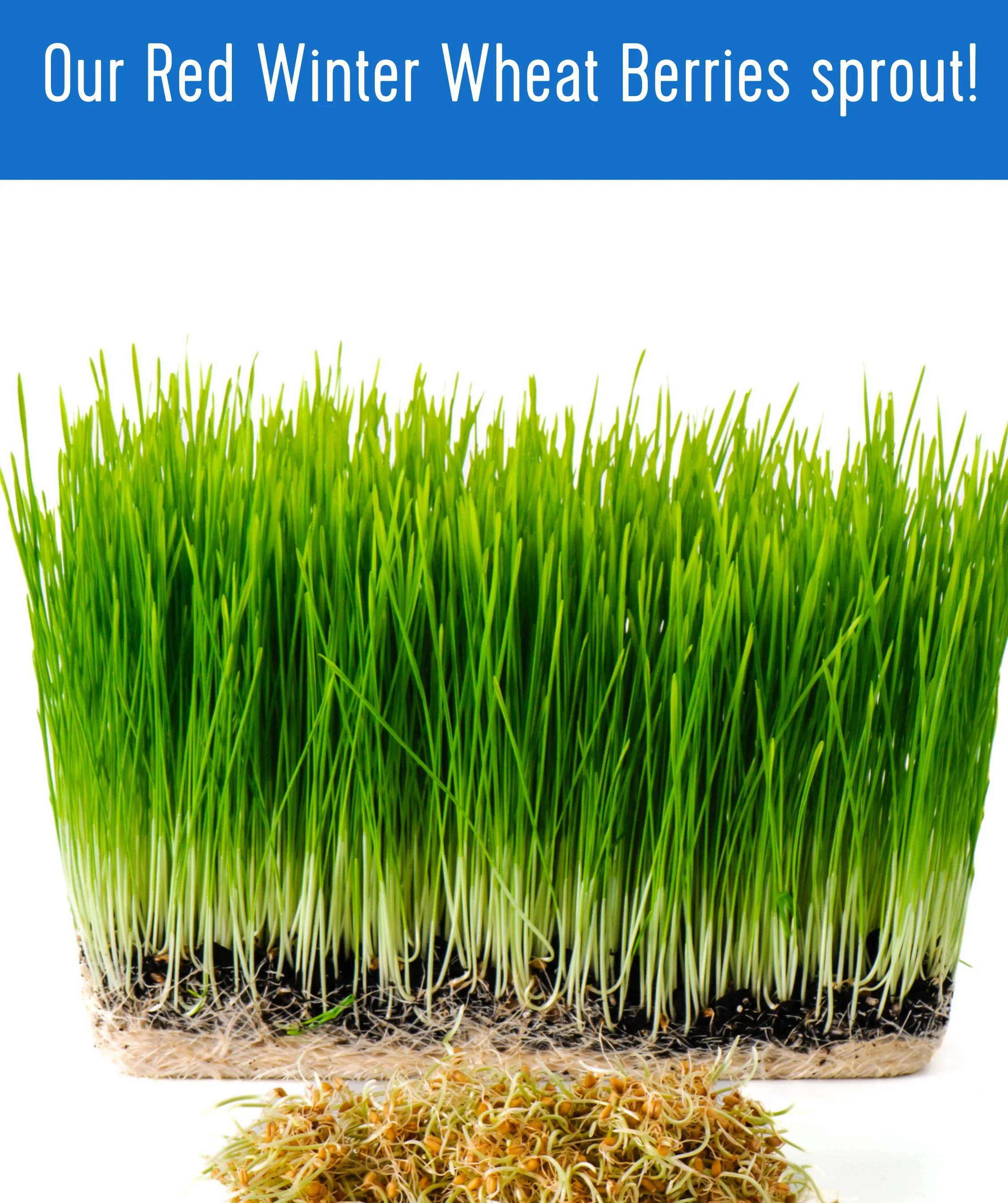 Hard Red Winter Wheat | 1 LB | Certified Glyphosate Residue Free - Image 7