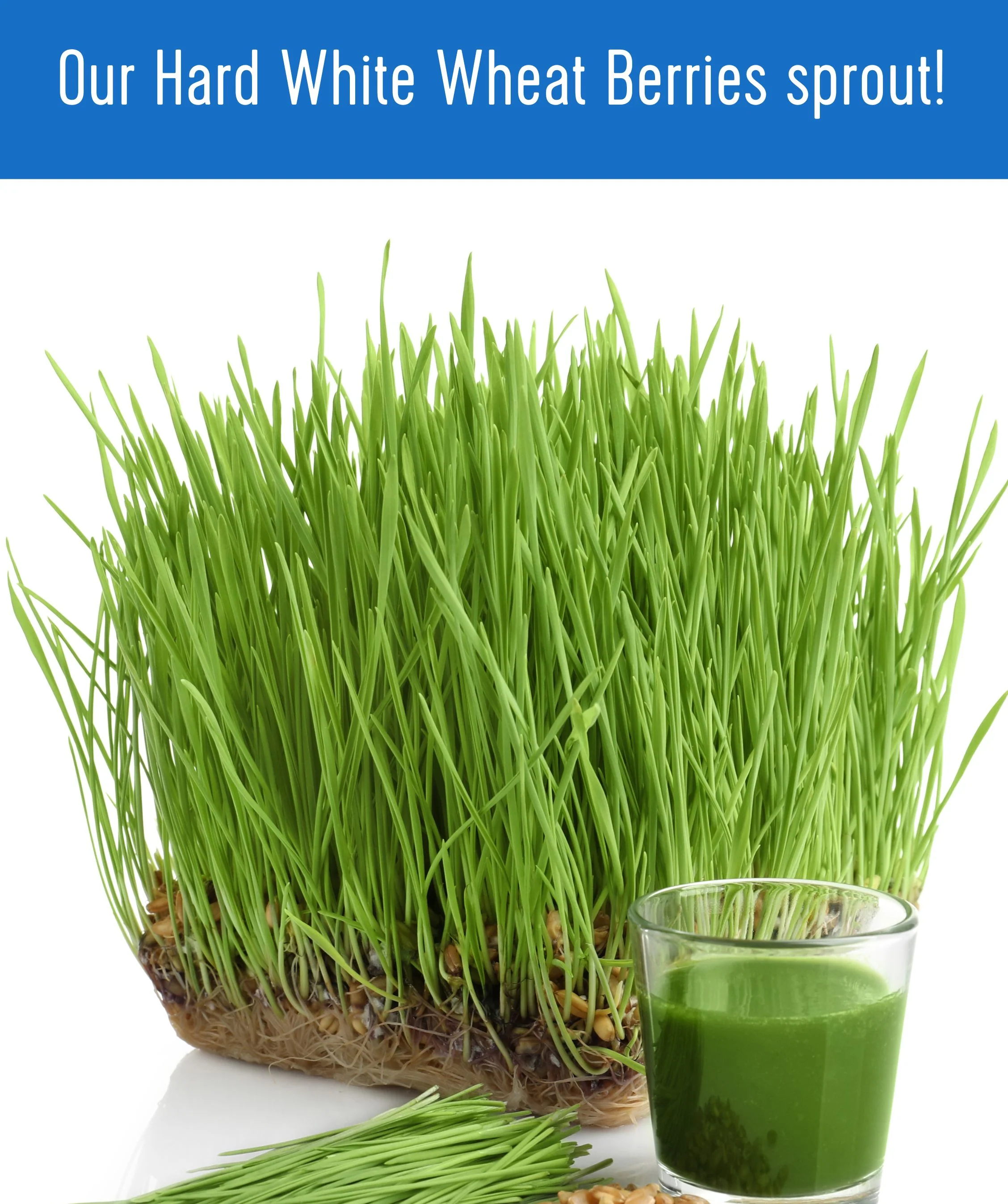 Hard White Wheat | 5 LB | Certified Glyphosate Residue Free - Image 7