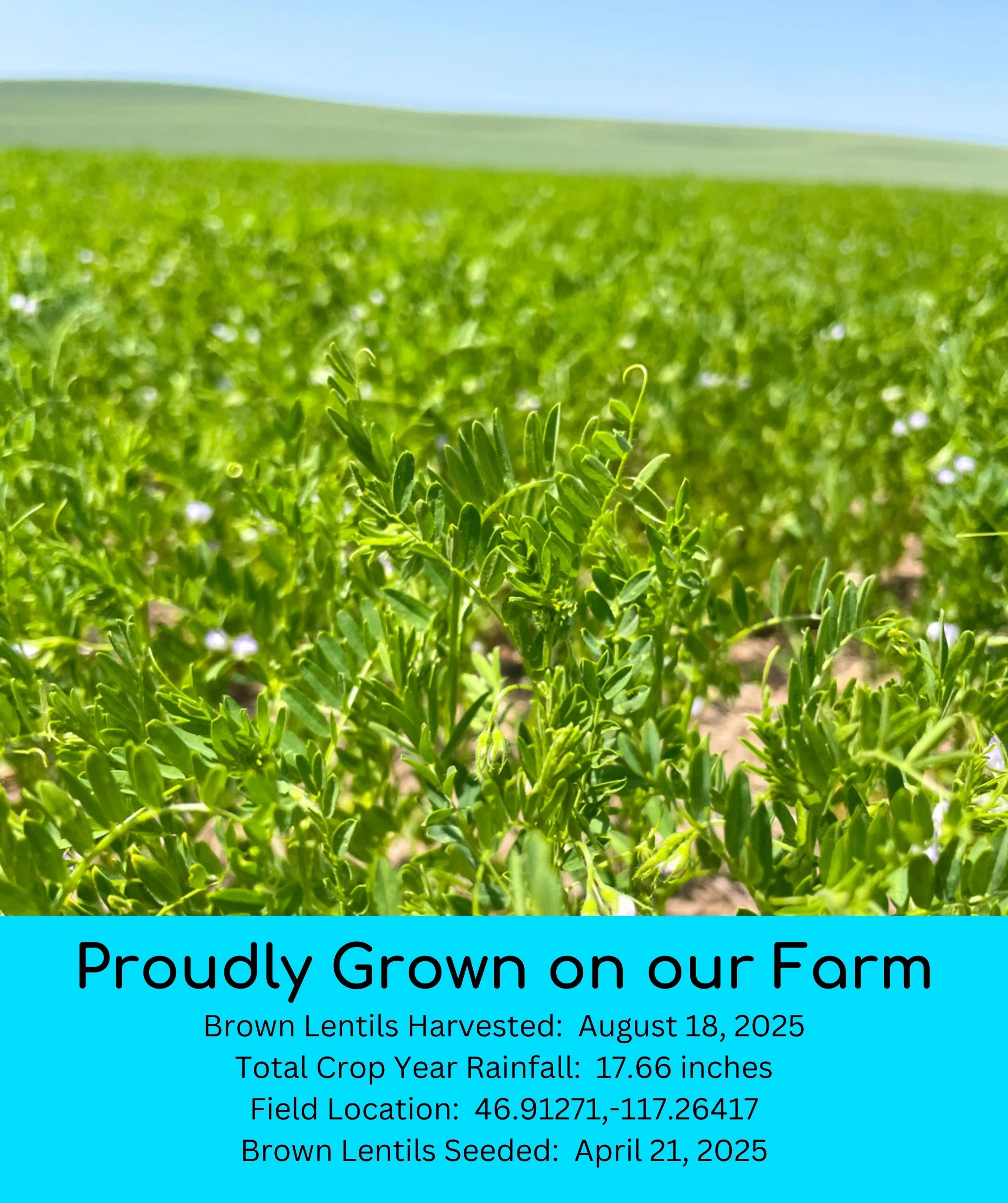 Brown Lentils | 1 LB | Certified Glyphosate Residue Free - Image 3