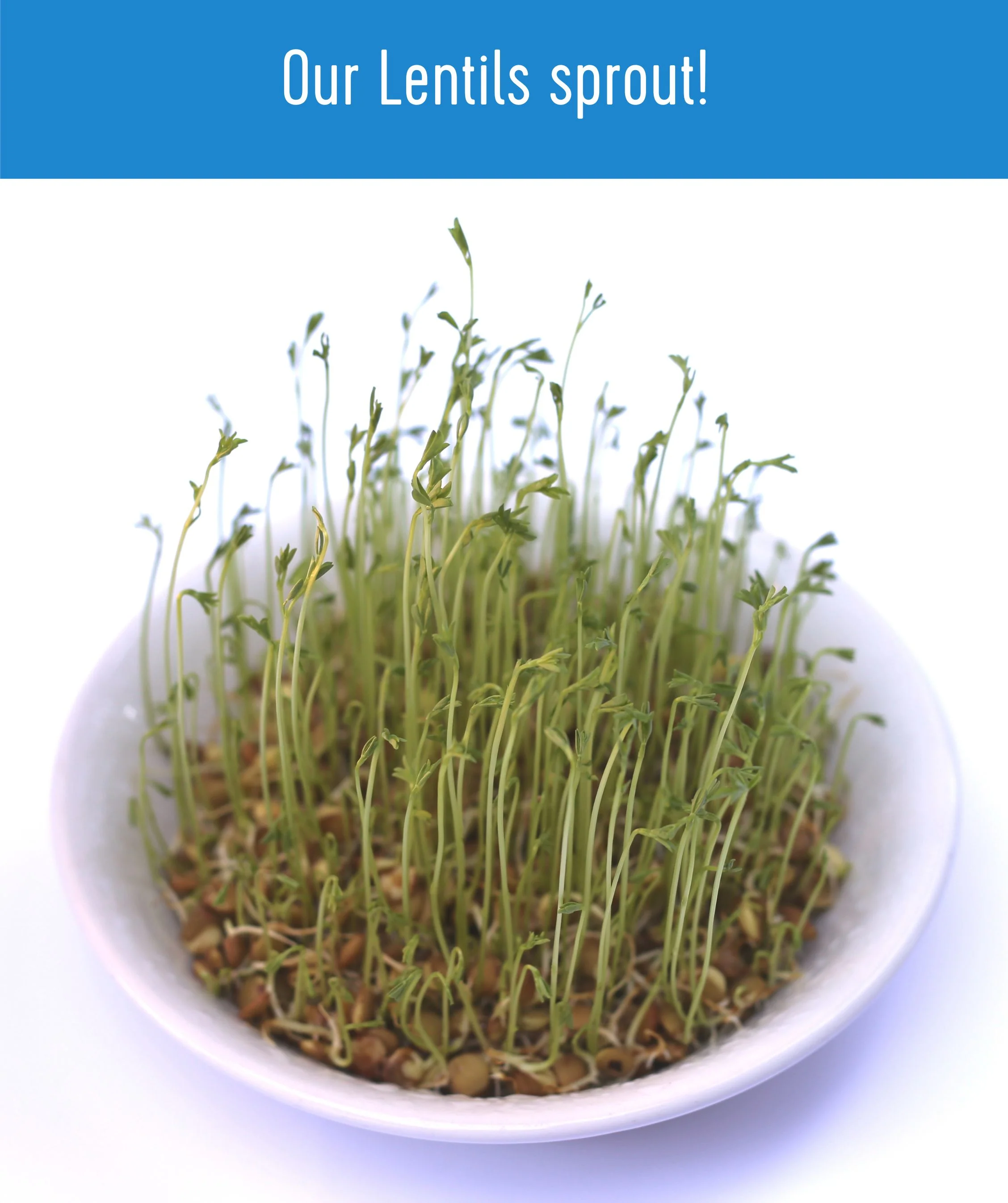 Brown Lentils | 1 LB | Certified Glyphosate Residue Free - Image 7