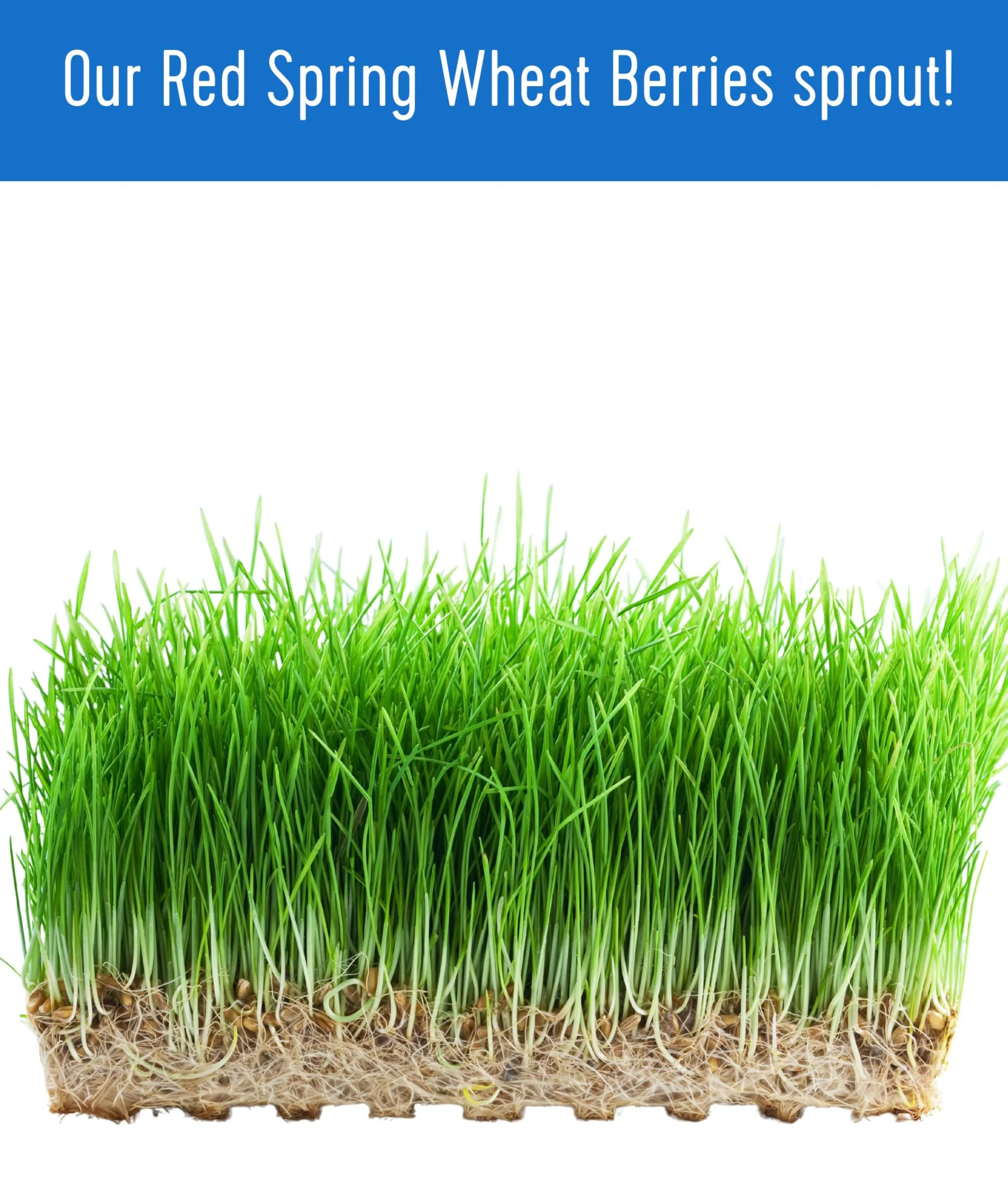 Hard Red Spring Wheat Berries | 10 lb (2 × 5 lb) | Certified Glyphosate Residue Free - Value Pack - Image 7