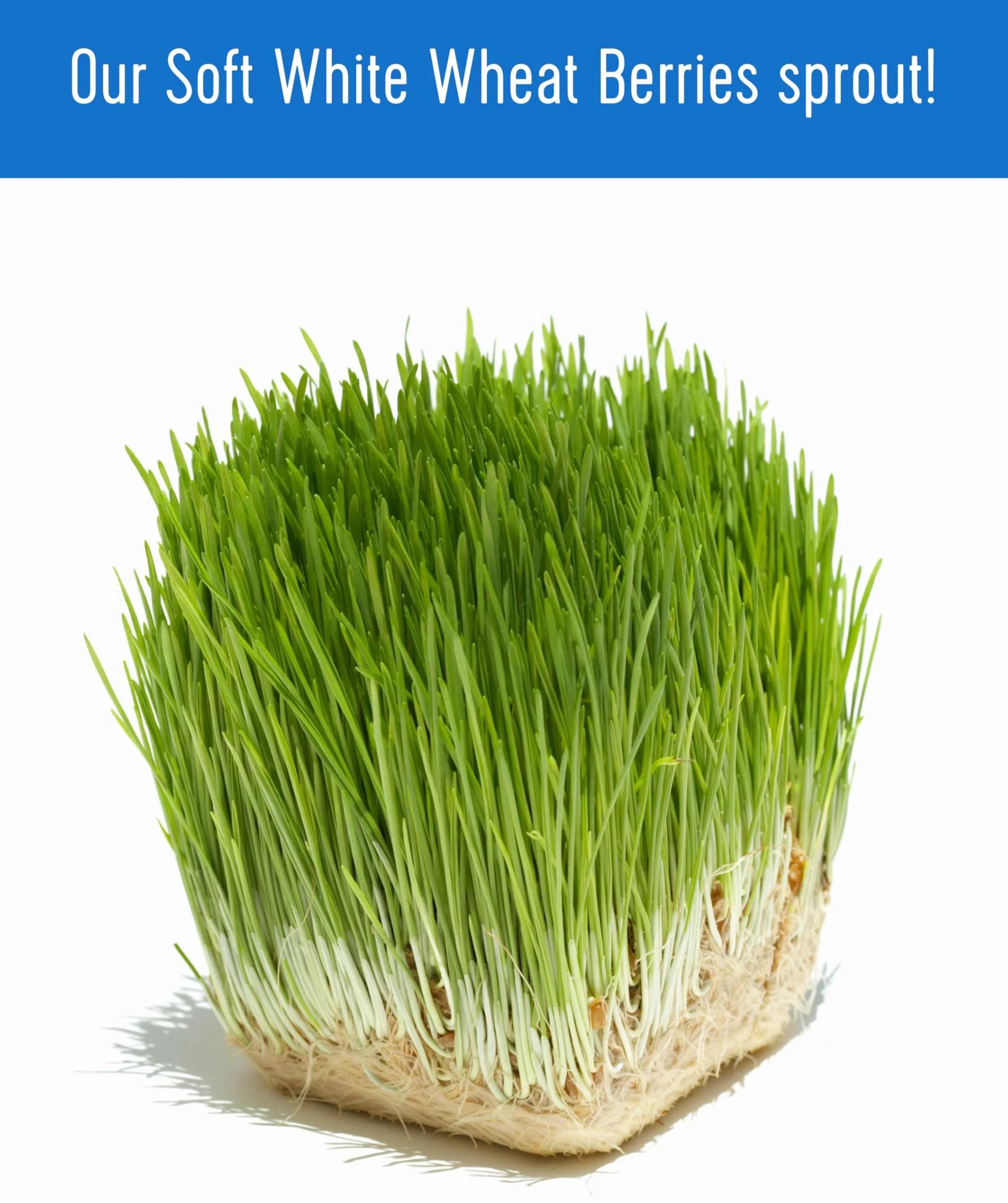 Bulk Value Pack | 50 lbs - Image 7