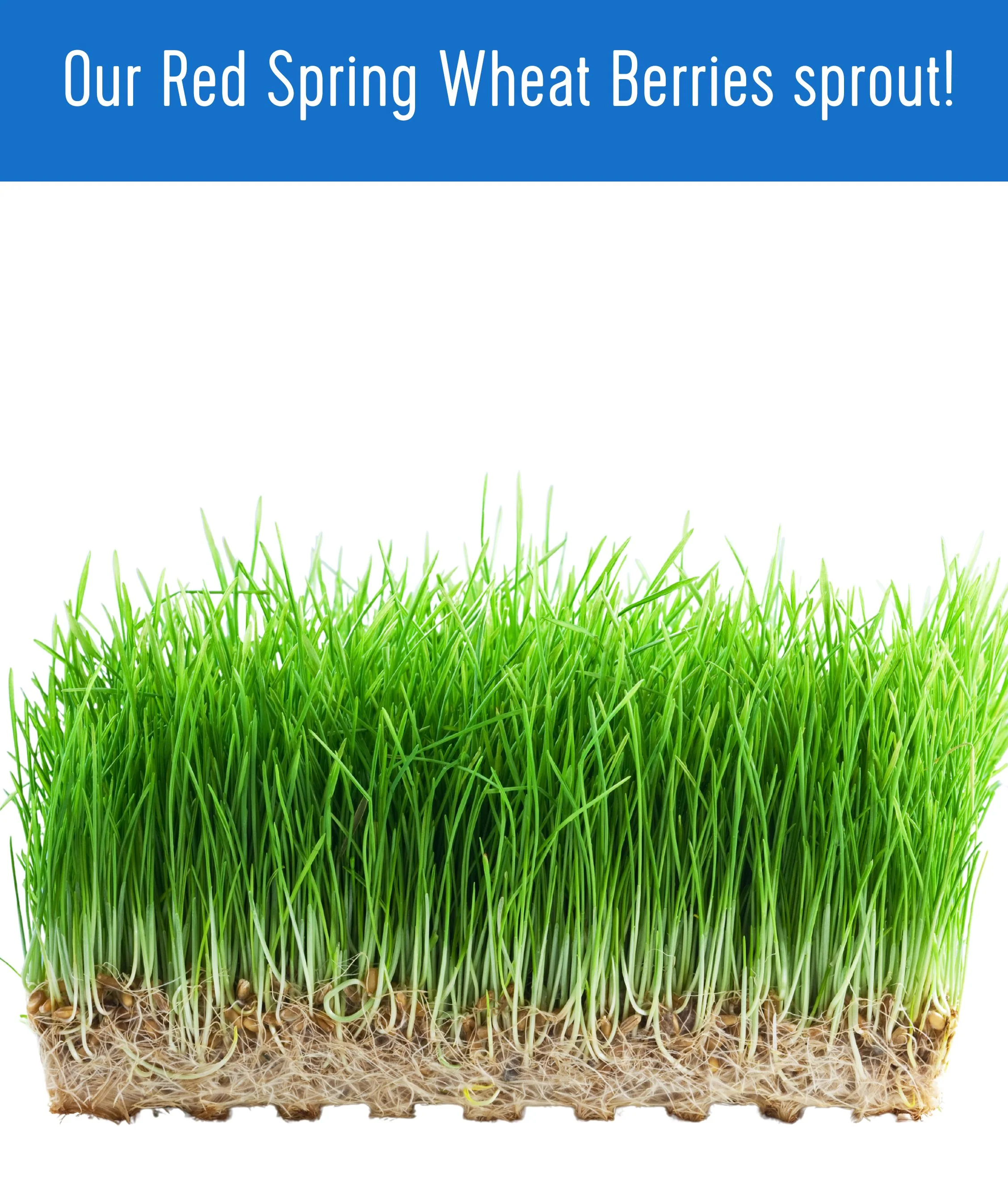 Red Spring Wheat | 18 LB | Certified Glyphosate Residue Free - Image 7