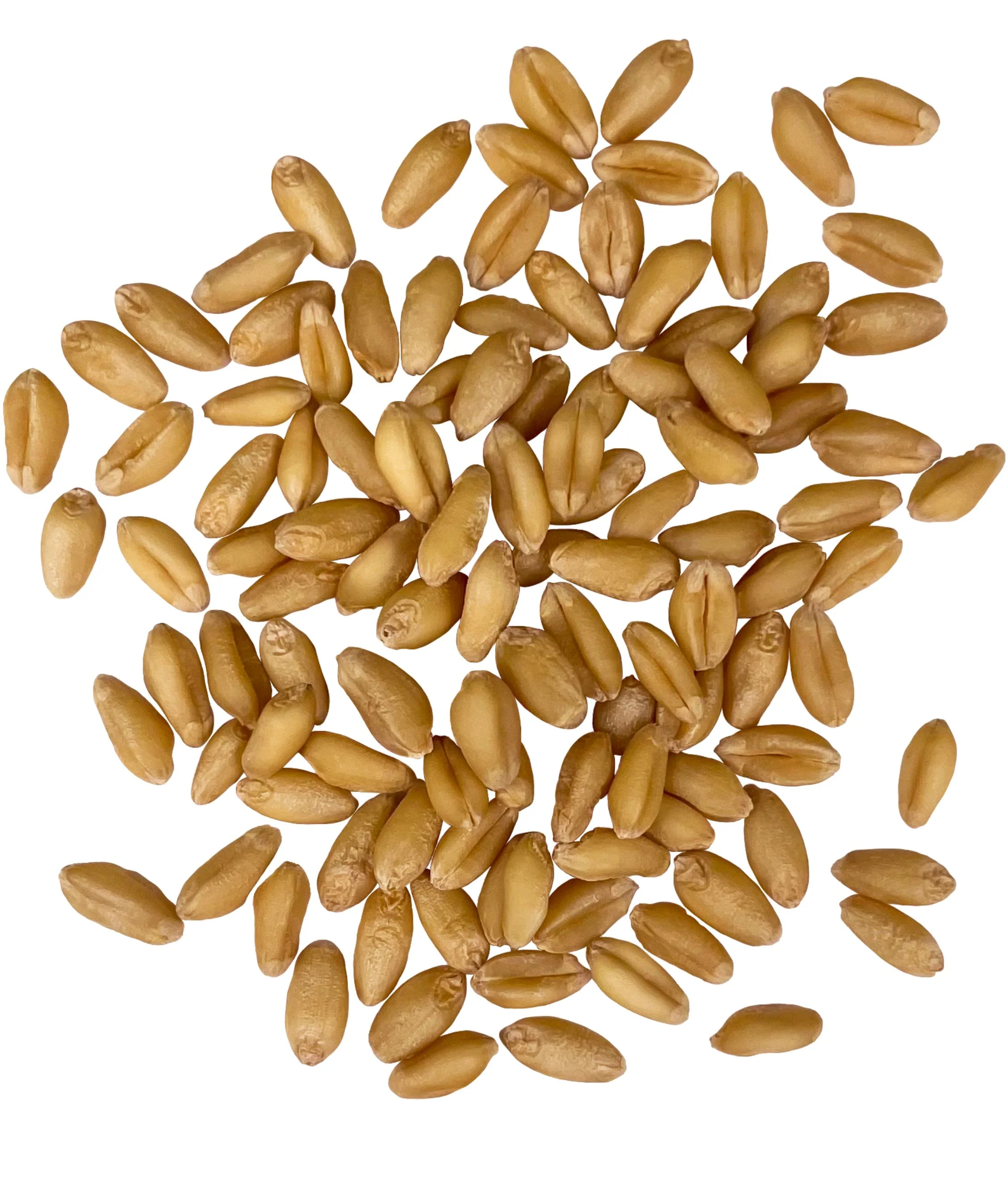 Soft White Wheat | 3 LB | Certified Glyphosate Residue Free - Image 2